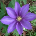Clematis Ken Donson Picture of Clematis Ken Donson