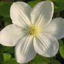 Picture of Clematis Marie Boisselot