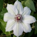Picture of Clematis Miss Bateman
