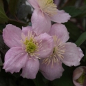 Picture of Clematis Montana Elizabeth
