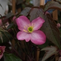 Picture of Clematis Montana Freda