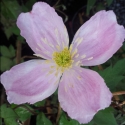 Picture of Clematis Montana Giant Star