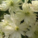 Picture of Clematis Montana Jenny