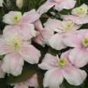 Picture of Clematis Montana Mayleen
