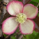 Picture of Clematis Montana Pied Piper