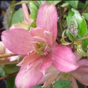 Picture of Clematis Montana Ross Star