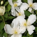 Picture of Clematis Montana Snowflake