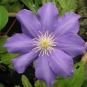 Picture of Clematis Mrs P B Truax