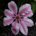 Picture of Clematis Nelly Moser