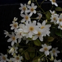 Picture of Clematis Paniculata