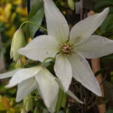 Clematis Purity Picture of Clematis Purity