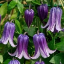 Picture of Clematis Rooguchi