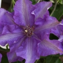 Picture of Clematis The President