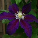 Picture of Clematis The Vagabond