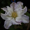 Picture of Clematis Veronicas Choice