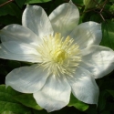 Picture of Clematis Wadas Primrose