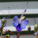 Picture of Clerodendron ugandense