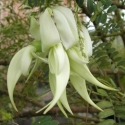 Picture of Clianthus Albus