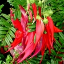 Picture of Clianthus Maximus