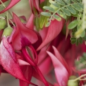 Picture of Clianthus Roseus