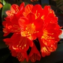 Picture of Clivia Grandiflora