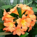 Picture of Clivia Miniata