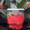 Picture of Clivia Red