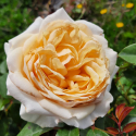 Picture of Columbas Rose-Rose