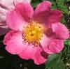 Picture of Complicata-Rose