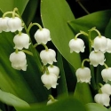 Picture of Convallaria Majalis