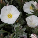 Picture of Convolvulus Cneorum