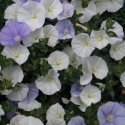 Convolvulus Two Moons Picture of Convolvulus Two Moons