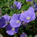 Picture of Convolvulus mauritanicus