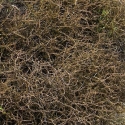 Picture of Coprosma Acerosa