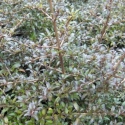 Picture of Coprosma Black Cloud