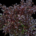 Picture of Coprosma Black Velvet