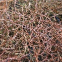 Coprosma Brunnea Picture of Coprosma Brunnea