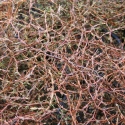 Picture of Coprosma Brunnea