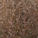 Picture of Coprosma Cappuccino