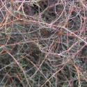 Picture of Coprosma Clearwater Gold