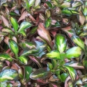 Picture of Coprosma Evening Glow