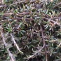Picture of Coprosma Flat Freddy