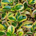 Picture of Coprosma Golden Star