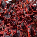 Picture of Coprosma Ignite