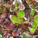 Picture of Coprosma Karo Red