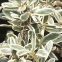 Picture of Coprosma Kirkii Variegata