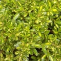 Picture of Coprosma Kiwi Gold