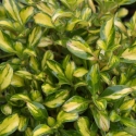 Picture of Coprosma Lemon n Lime