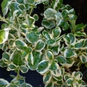 Picture of Coprosma Marble Queen