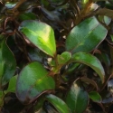 Picture of Coprosma Margarita